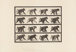 Tallerken 747. Bavian; Går på alle fire av Eadweard Muybridge
