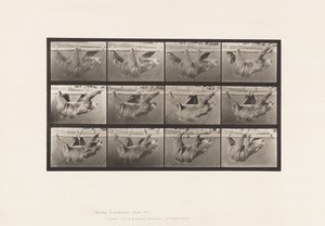 Tallerken 750. Dovendyr; Gående, opphengt på en horisontal stang av Eadweard Muybridge