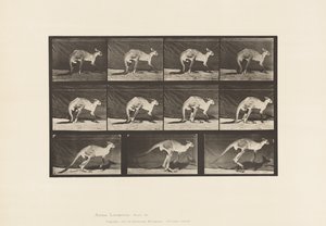 Tallerken 751. Kenguru; Å gå på allefirere; Bytt til hopping av Eadweard Muybridge