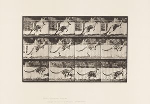 Tallerken 752. Kenguru; Hopping av Eadweard Muybridge