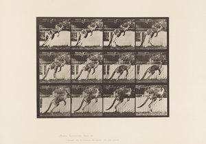 Tallerken 753. Kenguru; Hopping av Eadweard Muybridge
