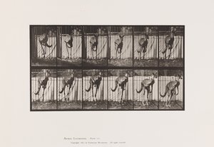 Tallerken 754. Kenguru; Hopping av Eadweard Muybridge