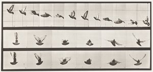 Plate 755. Due; Flying av Eadweard Muybridge