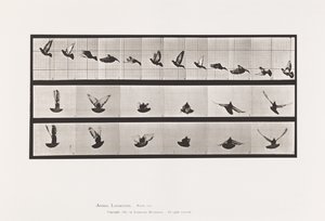 Plate 755. Due; Flying av Eadweard Muybridge