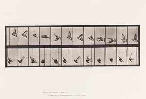 Plate 756. Due; Flying av Eadweard Muybridge
