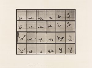 Plate 757. Due; Flying av Eadweard Muybridge
