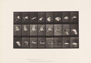 Tallerken 758. Kakadu; Flying av Eadweard Muybridge