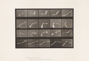 Tallerken 760. Kakadu; Flying av Eadweard Muybridge