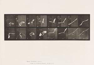 Tallerken 761. Kakadu; Flying av Eadweard Muybridge