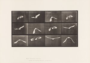 Tallerken 762. Kakadu; Flying av Eadweard Muybridge