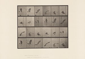 Plate 763. Rødhalehauk; Flying av Eadweard Muybridge
