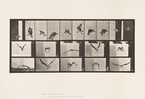 Plate 764. Fiskehauk; Flying av Eadweard Muybridge