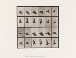 Plate 765. Gribb; Flying av Eadweard Muybridge
