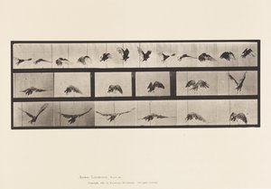 Plate 768. Gribb; Flying av Eadweard Muybridge