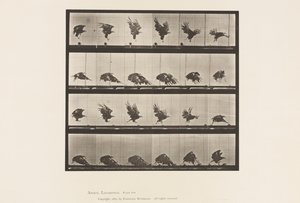 Plate 770. American Eagle; Flyr nær bakken av Eadweard Muybridge