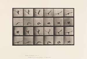 Plate 771. American Eagle; Flyr nær bakken av Eadweard Muybridge