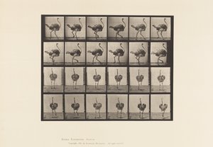 Plate 772. Struts; Går av Eadweard Muybridge