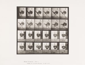 Plate 773. Struts; Løping av Eadweard Muybridge
