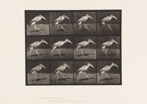 Plate 774. Adjutant; Går av Eadweard Muybridge