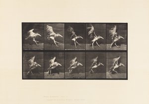 Plate 775. Adjutant; Flying Run av Eadweard Muybridge