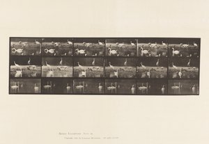 Plate 776. Storker; Svaner, etc, A, B, C av Eadweard Muybridge
