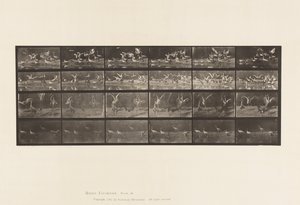 Plate 777. Storker; osv. A, B, C, D av Eadweard Muybridge
