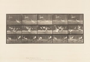 Plate 778. Storker; osv, A, B, C av Eadweard Muybridge