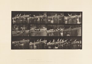 Plate 779. Storker; Svaner osv. av Eadweard Muybridge