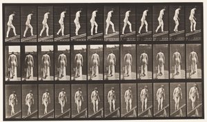 Plate 85. Stigende stigning av Eadweard Muybridge