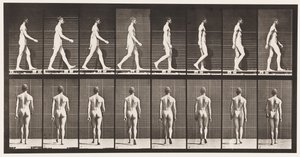 Plate 8. Gå av Eadweard Muybridge