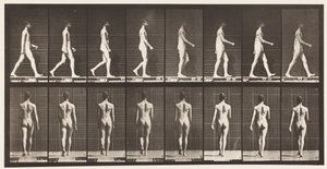 Plate 9. Vandrende, 1872-1885 av Eadweard Muybridge