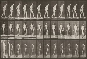 Tavle nummer 559. Delvis paraplegi, gange med stokk av Eadweard Muybridge