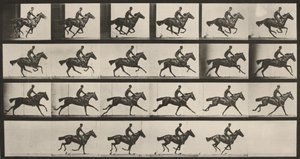 Plate nummer 625. «Bouquet» i galopp av Eadweard Muybridge