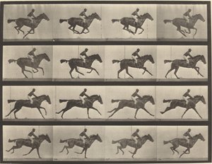 Platenummer 626. Galopp, fullblods bukthoppe, Annie G. av Eadweard Muybridge