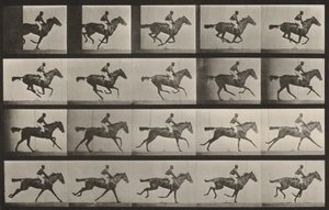 Plate nummer 627. «Annie G.» i galopp av Eadweard Muybridge