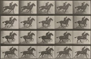 Plate nummer 628. «Daisy» i galopp av Eadweard Muybridge