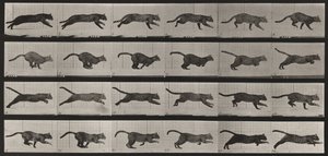Tavle nummer 720. Katt; i galopp av Eadweard Muybridge