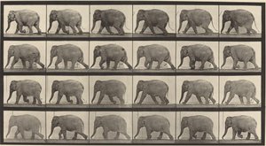 Plate nummer 733. Elefantvandring av Eadweard Muybridge