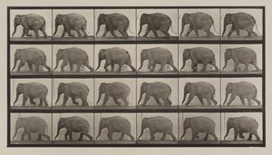 Plate nummer 733. Elefantvandring av Eadweard Muybridge