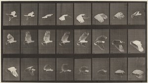  av Eadweard Muybridge