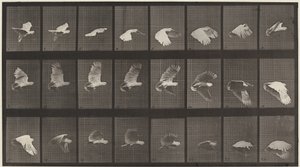 Plate nummer 758. Kakadu flyvende av Eadweard Muybridge