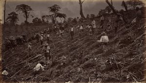 Setter ut en kaffeplantasje i Antigua de Guatemala av Eadweard Muybridge