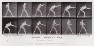 The Human Figure in Motion: Pugilist, slår et slag (s/hvitt-bilde) av Eadweard Muybridge