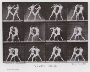 The Human Figure in Motion: Pugilists, Boxing (s/hv-bilde) av Eadweard Muybridge