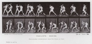 The Human Figure in Motion: Pugilists, Boxing (s/hv-bilde) av Eadweard Muybridge