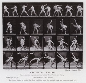 The Human Figure in Motion: Pugilists, Boxing (s/hv-bilde) av Eadweard Muybridge