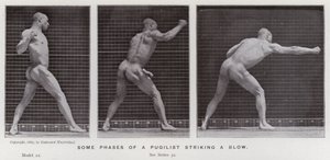 Den menneskelige figuren i bevegelse: Noen faser av en pugilist som slår et slag (s/hvitt-bilde) av Eadweard Muybridge