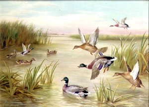 Ducks in Flight (olje) (en av et par, se også 24093)