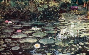 Victoria Regia (farge litho)