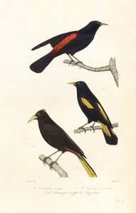 Cacique-arter og crested oropendola. av Edouard (after) Travies